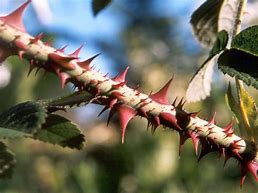 a thorn in the flesh